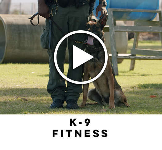 K-9 Fitness Play Button